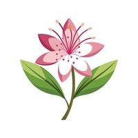 Charming Gaura Flower with Colorful Blooms vector