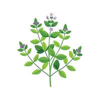 Germander Plant Design with Unique Features vector