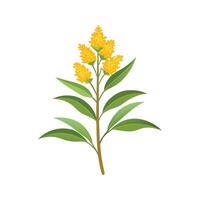 Elegant Goldenrod Flower Design with Colorful Blooms vector
