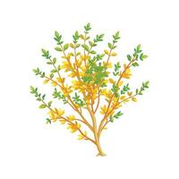 Charming Golden Thyme Flower with Colorful Blooms vector