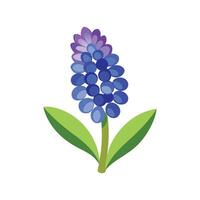 Charming Grape Hyacinth Flower Design. vector
