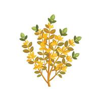Stunning Golden Thyme Flower Design with Colorful Blooms vector