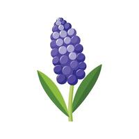 Stunning Grape Hyacinth Flower Design with Bright Colors vector