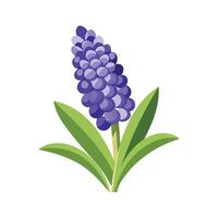 Charming Grape Hyacinth with Colorful Blooms vector