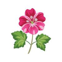 Elegant Hardy Geranium Plant with Striking Design vector