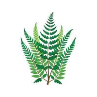 Charming Hares Foot Fern with Colorful Appearance vector