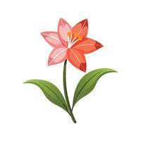 Charming Hesperantha with Unique Features vector