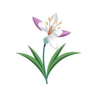 Elegant Hesperantha Plant with Striking Appearance vector