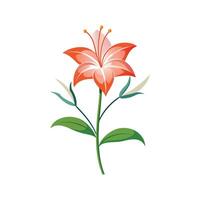 Stunning Hesperantha Flower Design with Unique Blooms vector