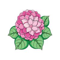 Hydrangea Flower Design with Unique Features vector