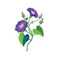 Ipomoea Flower Design with Unique Features vector