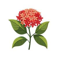 Ixora Flower Design with Unique Features vector