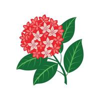 Elegant Ixora Flower Design with Striking Appearance vector
