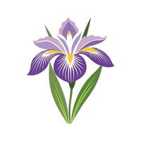 Charming Japanese Iris with Colorful Blooms vector