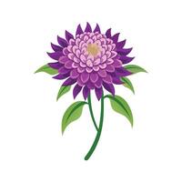 Charming Knautia Plant Design with Unique Features vector