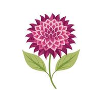 Knautia Flower Design with Unique Features vector