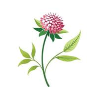 Elegant Knautia Macedonica Flower Design with Bright Colors vector