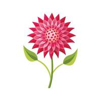 Charming Knautia Macedonica Plant with Colorful Blooms vector