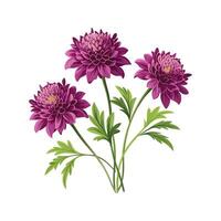 Charming Knautia Macedonica with Colorful Blooms vector