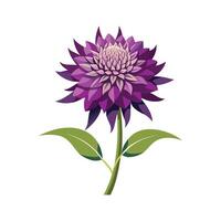 Elegant Knautia Macedonica Flower Design with Unique Blooms vector