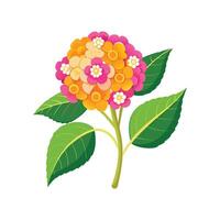 Elegant Lantana Flower Design with Striking Appearance vector