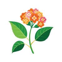 Charming Lantana Camara with Colorful Blooms vector