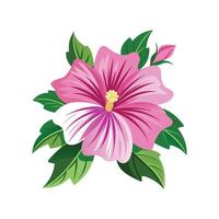Beautiful Lavatera Plant Design with Unique Blooms vector