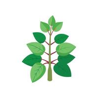 Stunning Leptosiphon Plant Design with Unique Features vector