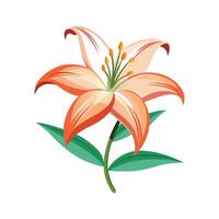 Charming Lily Plant Design with Unique Features vector