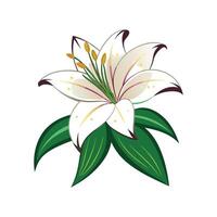 Elegant Lily Flower Design with Striking Appearance vector