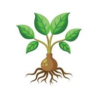 Elegant Mandrake Flower Design with Striking Appearance vector