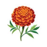 Marigold Flower Design with Unique Features vector
