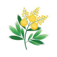 Charming Mimosa Plant Design with Unique Features vector