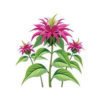 Charming Monarda Flower Design for Creative Projects vector