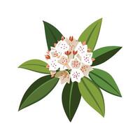 Charming Mountain Laurel for Botanical Illustrations vector