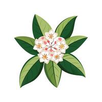 Vibrant Mountain Laurel for Unique Graphic Designs vector