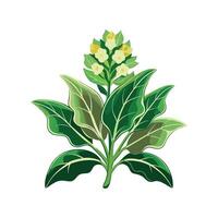 Stylish Mullein Design for Botanical Art vector