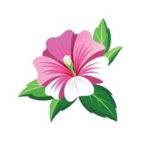 Charming Musk Mallow Design for Botanical Illustrations vector