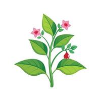 Vibrant Nicotiana for Beautiful Flower Illustrations vector