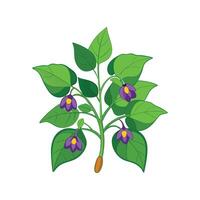 Charming Nightshade Design for Unique Illustrations vector