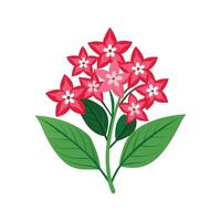 Elegant Pentas for Unique Floral Art vector