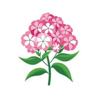 Charming Phlox Paniculata for Unique Artwork vector
