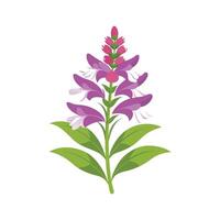 Charming Physostegia for Unique Floral Illustrations vector