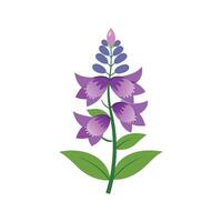 Elegant Physostegia for Stunning Floral Designs vector