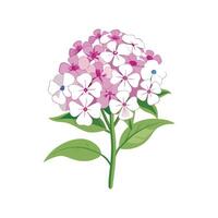 Stylish Phlox Paniculata Plant Design vector