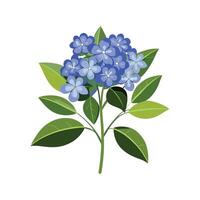 Vibrant Plumbago Auriculata for Beautiful Botanical Art vector