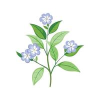 Elegant Plumbago Auriculata for Unique Floral Artwork vector