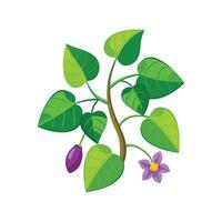 Charming Potato Vine for Unique Botanical Designs vector