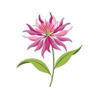 Vibrant Ragged Robin for Unique Floral Artwork vector