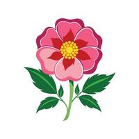 Elegant Rockrose for Unique Floral Illustrations vector